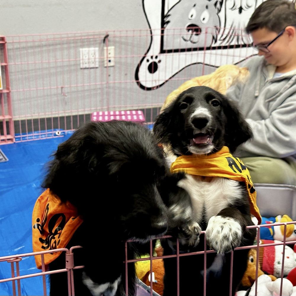 Pups Without Borders - Puppy Party - Pet Adoption Near Me Pups Without Borders - Puppy Party - Pet Adoption Near Me