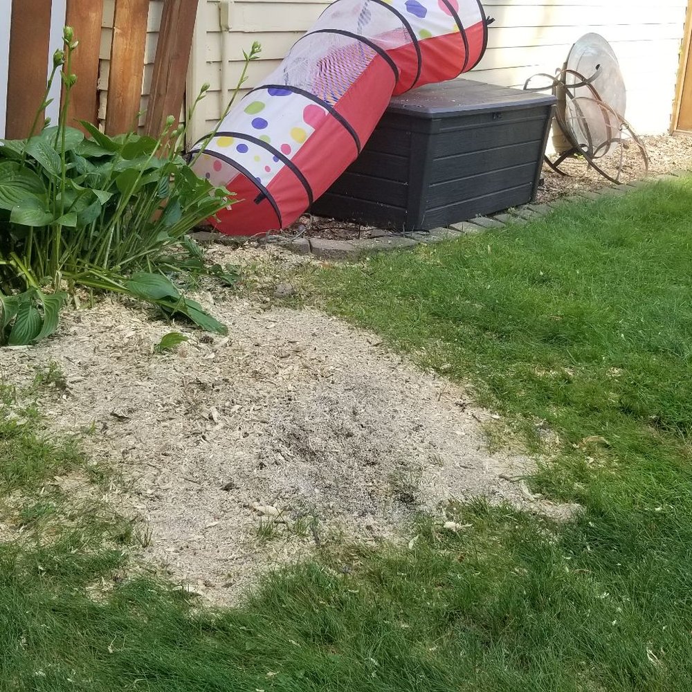 Bratt Tree - Leftover saw dust that was not cleaned up all the way in the back - Tree Services Near Me - Minneapolis, Minnesota
