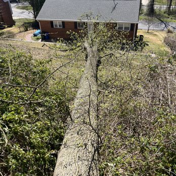Javier Pro Tree Service - Tree Services Near Me - Culpeper, Virginia Javier Pro Tree Service - Tree Services Near Me - Culpeper, Virginia