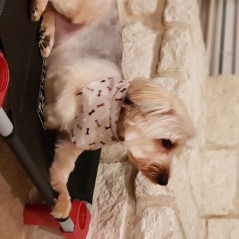 Bow Wow Salon - Pet Groomers Near Me - Waco, Texas