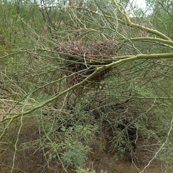 Deer Valley Petroglyph Preserve - A birds nest we saw along the trail - Landmarks & Historical Buildings Near Me - Phoenix, Arizona