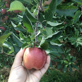Masker Orchards - Fruits & Veggies Near Me - Warwick, New York Masker Orchards - Fruits & Veggies Near Me - Warwick, New York