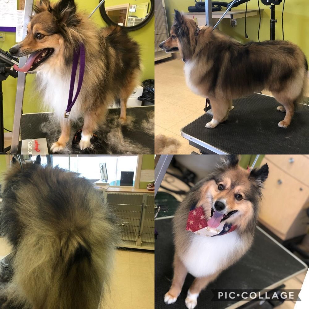 PAMPERED PETS HOSPITALITY CENTER 20 Photos & 15 Reviews 3324 A Rt