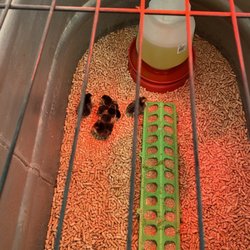 Wilco Farm Store - McMinnville - Silver Sebright chicks