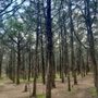 Photo of Parallel Forest