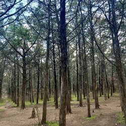 Parallel Forest