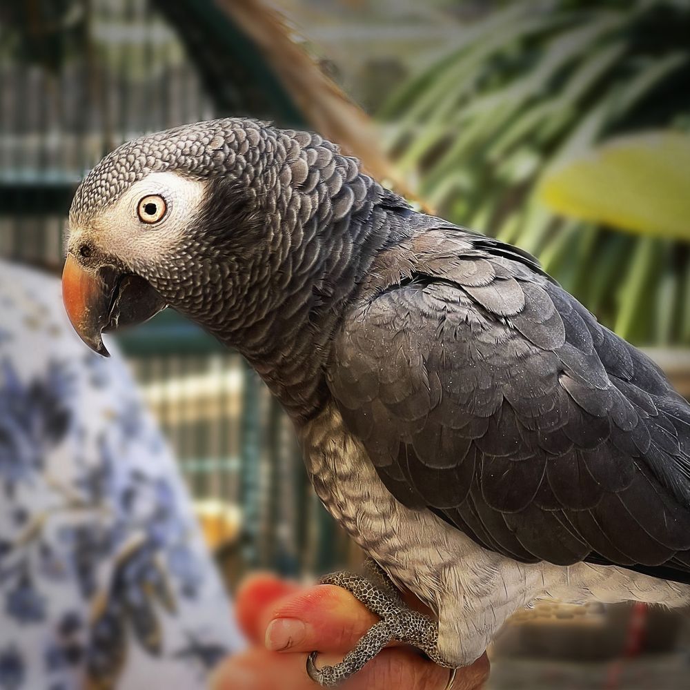 Menagerie - Pet Stores Near Me - Summerland, California Menagerie - Pet Stores Near Me - Summerland, California