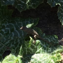 Lizard perching on a leaf along the hiking trail. Lizard perching on a leaf along the hiking trail.