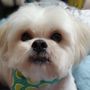 Photo of Love-N-Care pet Salon