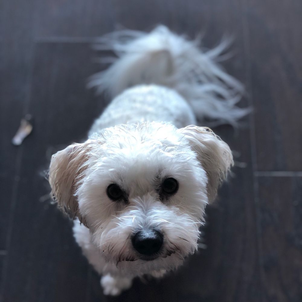 JUST THE BASICS DOG TRAINING Updated June 2024 San Antonio, Texas