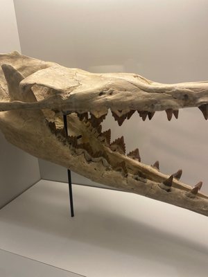 Memphis Museum of Science & History by null