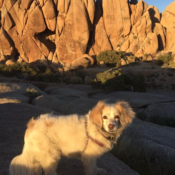Jumbo Rocks Campground - Hiking Near Me - Twentynine Palms, California