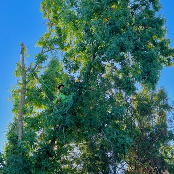 LongView Tree Care - Starting. - Tree Services Near Me - Sebastopol, California LongView Tree Care - Starting. - Tree Services Near Me - Sebastopol, California