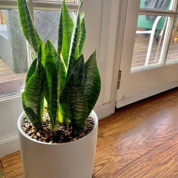 Lone Pine Gardens - Potted sansevieria - Nurseries & Gardening Near Me - Sebastopol, California