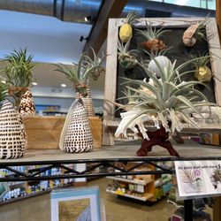Papaya's Natural Foods - Beautiful Air plants in shells