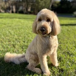 Dodger