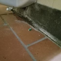 Mold Removal Merritt Island - Mold inspection in Merritt Island