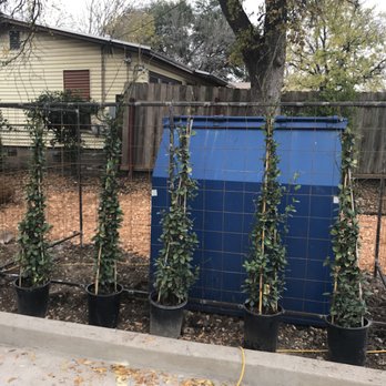 Keep Austin Landscaped - Unfinished steel fence with natural cover in the form of climbing Jasmine. - Landscaping Near Me