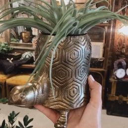 Air plant, vintage turtle pot