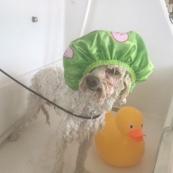 Puppy Cutz - Pekes turn to shower with ducky - Pet Groomers Near Me - San Jose, California