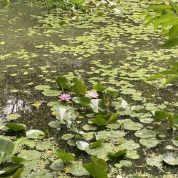 lily pads lily pads