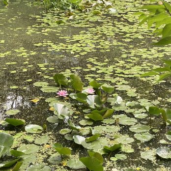 Gardenview Horticultural Park - lily pads - Botanical Gardens Near Me - Strongsville, Ohio Gardenview Horticultural Park - lily pads - Botanical Gardens Near Me - Strongsville, Ohio