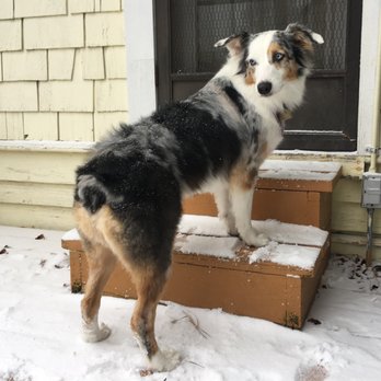 bow wow grooming boutique