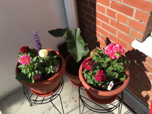 Sheridan Nurseries Toronto Updated Covid 19 Hours Services 11 Photos 21 Reviews Gardening 2827 Yonge Street On Phone Number Yelp Sheridan Nurseries Toronto Updated