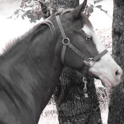 The Fresh Pet Parlor - We do horses as well.