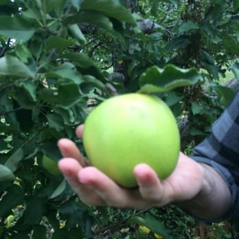 Apple Ridge Orchards - Beautiful delicious apples - Pick Your Own Farms Near Me - Warwick, New York