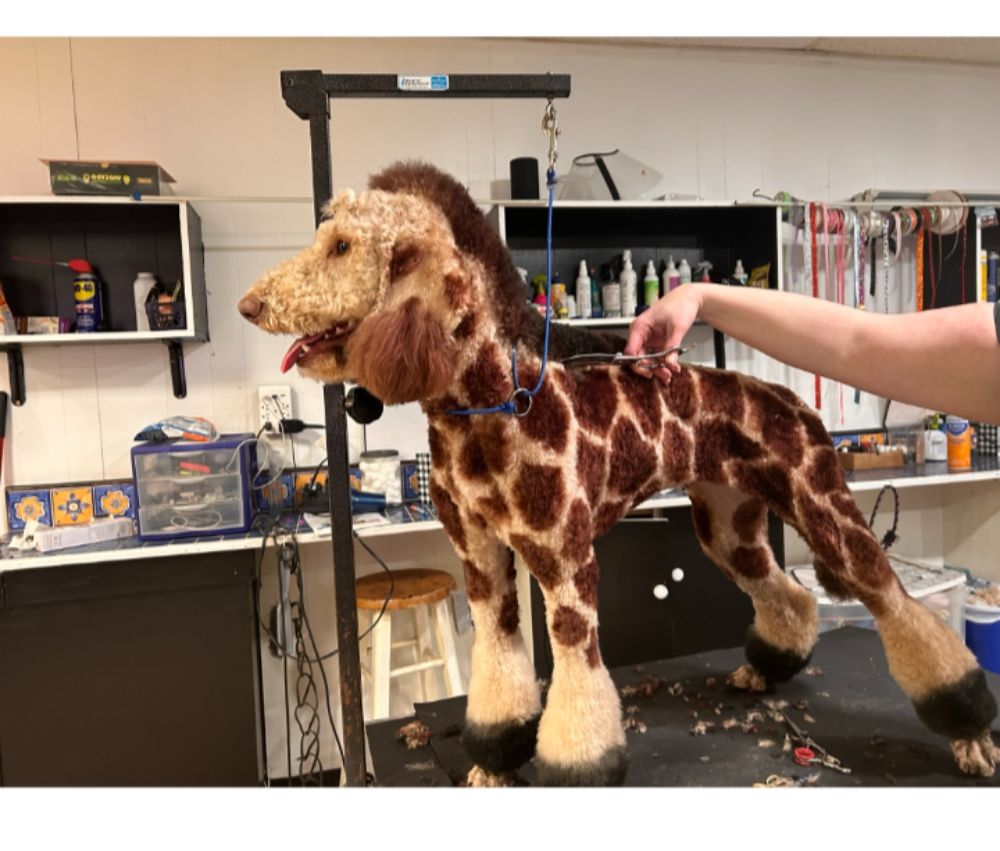 YAPPY HOUR PET GROOMING Updated August 2024 Request an Appointment