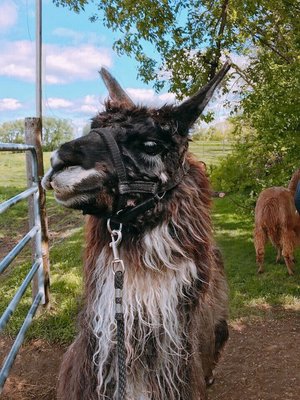 Carlson's Llovable Llamas by null