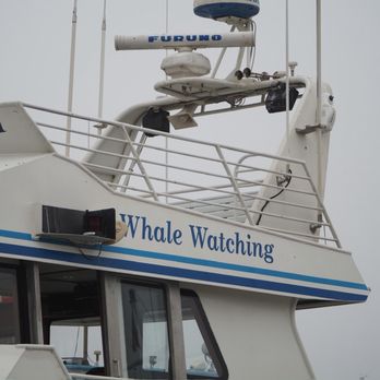 Condor Express Whale Watching - Whale watching boat - Boat Charters Near Me - Santa Barbara, California
