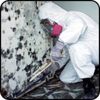 DCS Cleaning Services - Black mold on drywall - Carpet Cleaning Near Me - Highland Park, Illinois