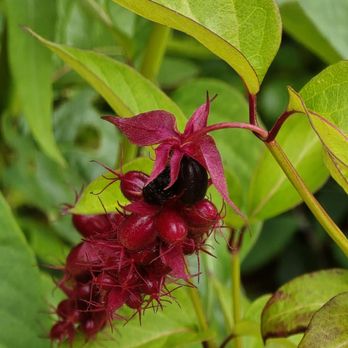 Royal Botanic Garden Edinburgh - Botanical Gardens Near Me - Edinburgh, EDH
