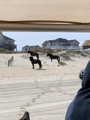 Corolla Wild Horse Tours by null