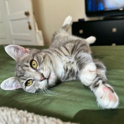 Low Cost Animal Medical Center - Vaxed and relaxed
