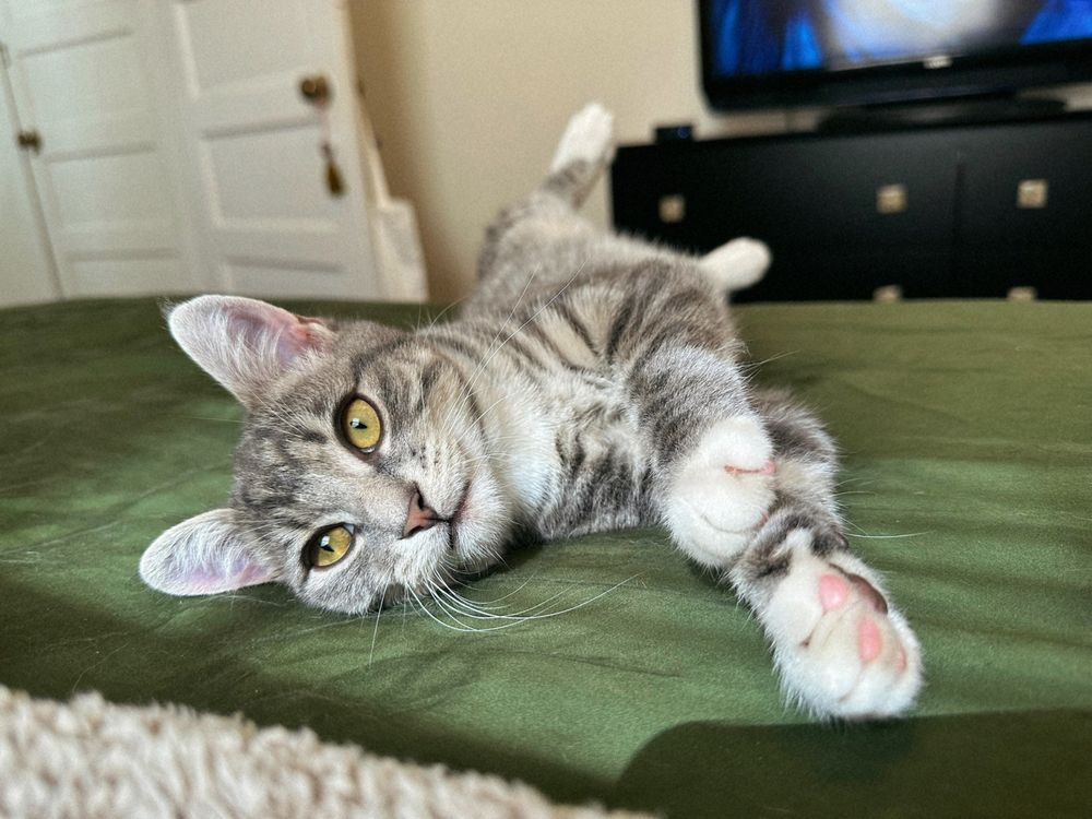 Low Cost Animal Medical Center - social services organization in New Orleans, LA