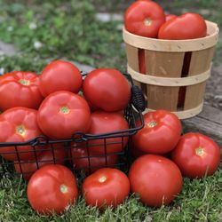 The Produce Place - home-grown local tomatoes