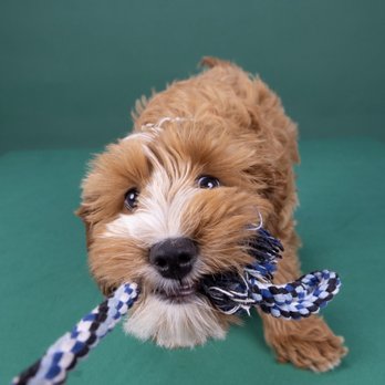 Mark Rogers Photography - Pet Photography Near Me Mark Rogers Photography - Pet Photography Near Me