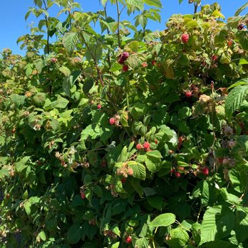 Graysmarsh Farm U-Pick - Pick Your Own Farms Near Me - Sequim, Washington Graysmarsh Farm U-Pick - Pick Your Own Farms Near Me - Sequim, Washington