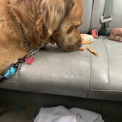 Wendy's - My dog not eating those overcooked Wendy's fries.