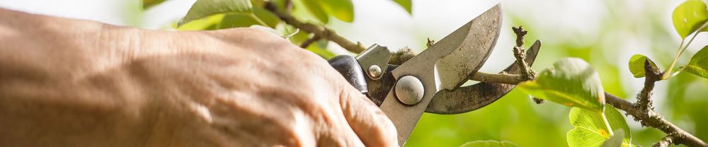 Gillispie Tree Service - tree service in Saint Albans, WV