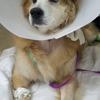 TrueCare for pets - Veterinarians Near Me - Studio City, California