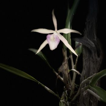 E.F.G. Orchids - Orchid - Nurseries & Gardening Near Me - Deland, Florida E.F.G. Orchids - Orchid - Nurseries & Gardening Near Me - Deland, Florida
