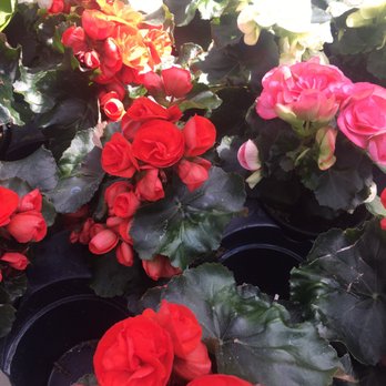Gardenville Blooms - Pretty! - Nurseries & Gardening Near Me - West Seneca, New York