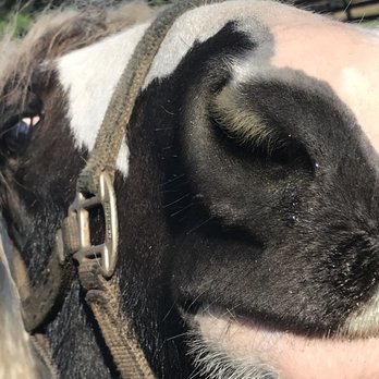 Gypsy Gold Horse Farm - Walking Tours Near Me - Ocala, Florida Gypsy Gold Horse Farm - Walking Tours Near Me - Ocala, Florida