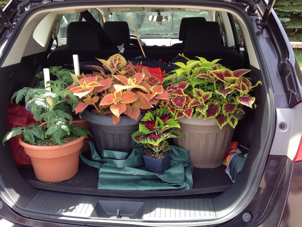 BEDFORD’S GREENHOUSE Updated August 2024 6820 Cedar St, Akron, New