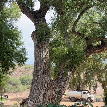 DA Ranch - Old growth trees - Wineries Near Me - Cornville, Arizona