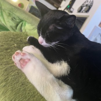 The Cat Cafe - Jeeves - Coffee & Tea Near Me - San Diego, California The Cat Cafe - Jeeves - Coffee & Tea Near Me - San Diego, California